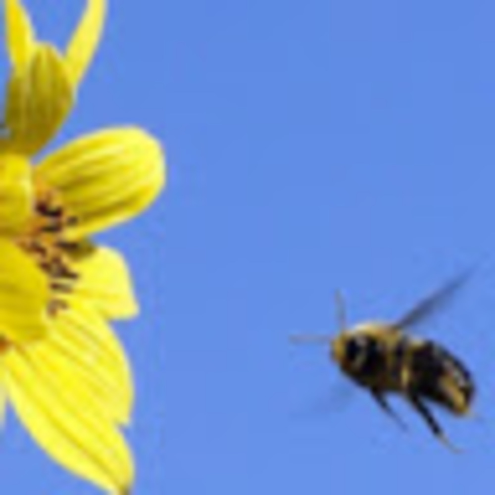 Meet your Posher, Free-fly